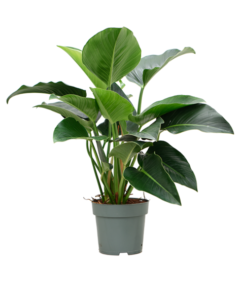 Filodendron