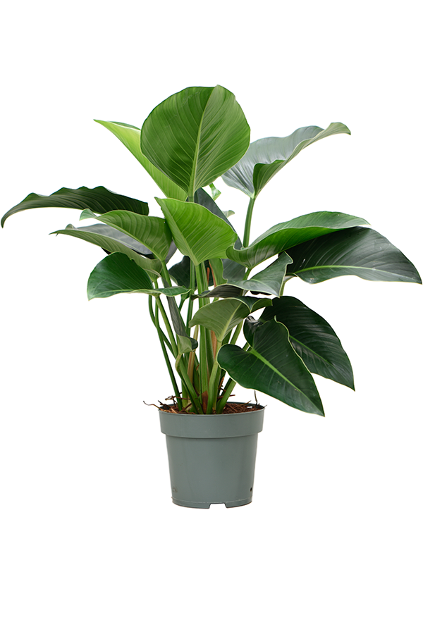 Filodendron Green Beauty