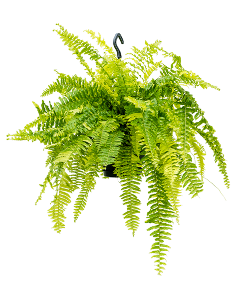 Nephrolepis