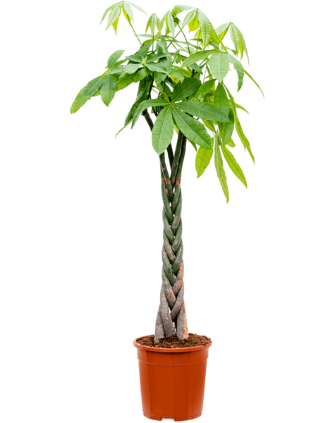 Pachira