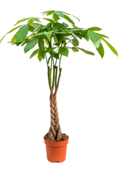 Pachira Aquatica