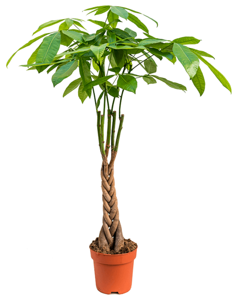 Pachira