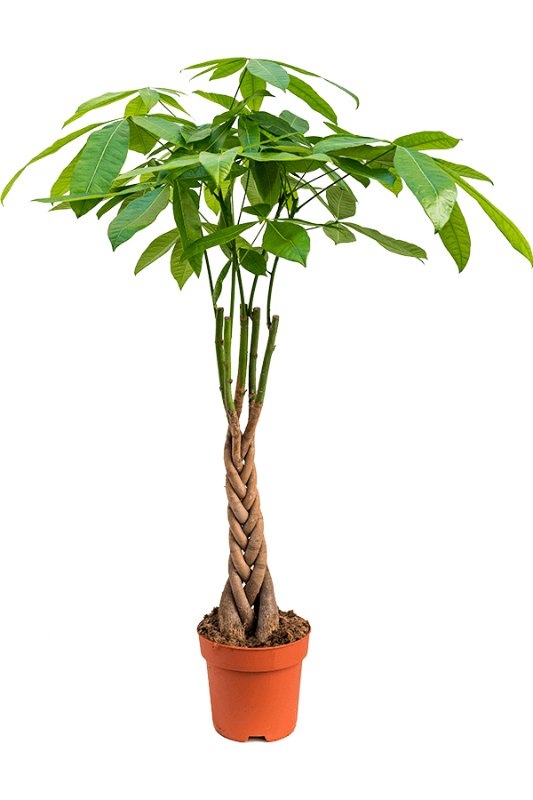 Pachira Aquatica