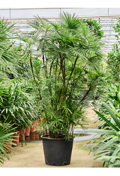 Rhapis Multifida