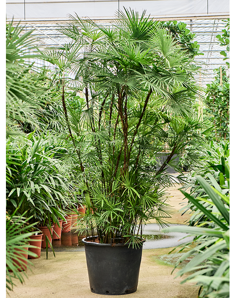 Rhapis