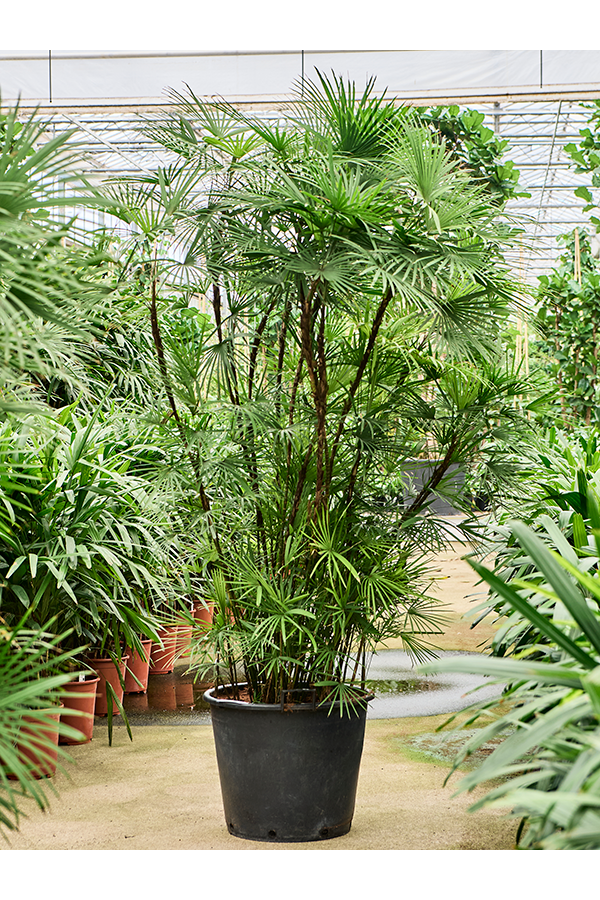 Rhapis Multifida