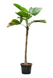 Licuala Grandis
