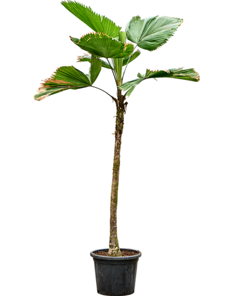 Licuala