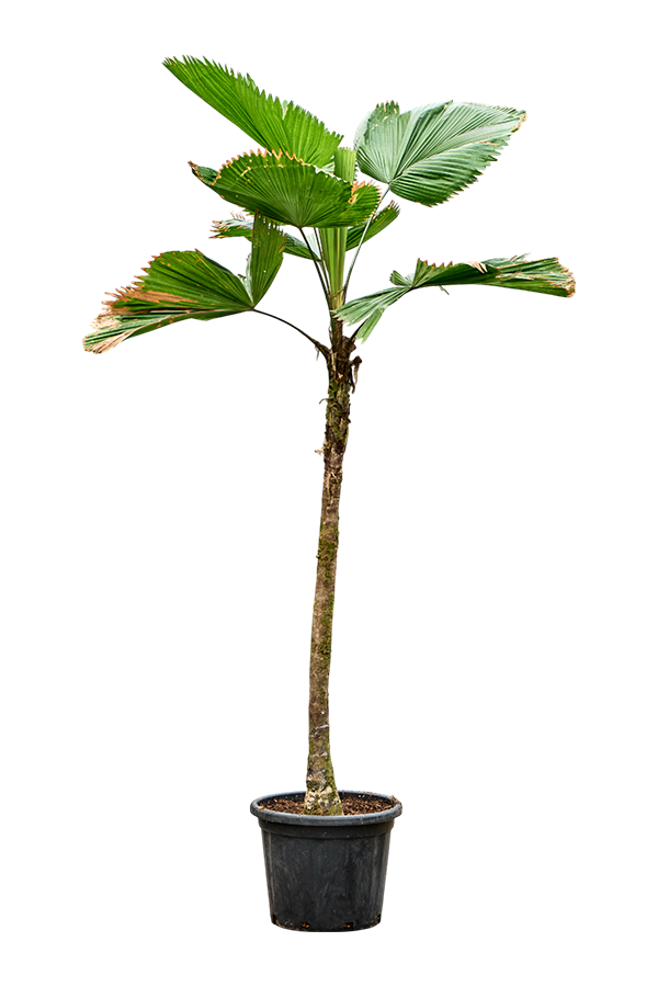 Licuala Grandis