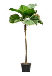 Licuala Grandis
