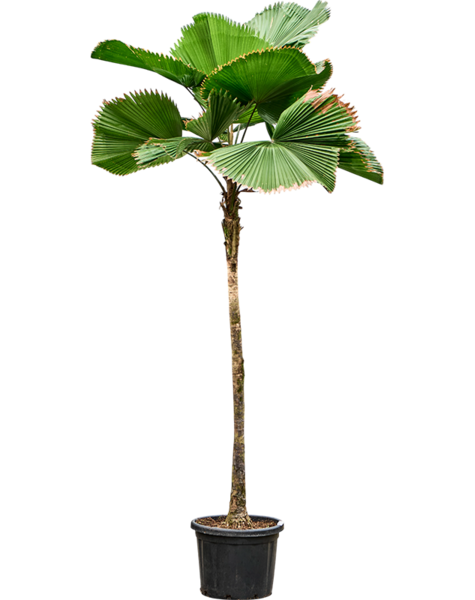 Licuala