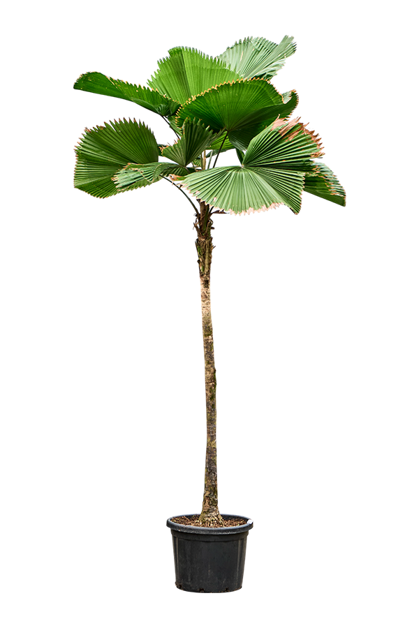 Licuala Grandis