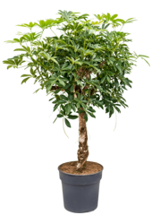 Szeflera Arboricola Compacta
