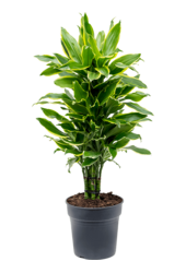 Dracena wonna 'Golden Coast'