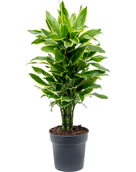 Dracena