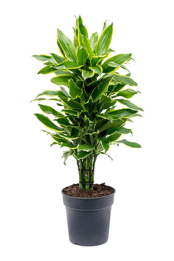 Dracena wonna 'Golden Coast'