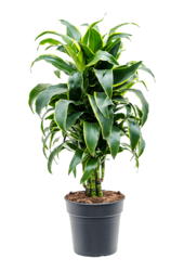 Dracena Fragrans Dorado