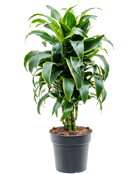 Dracena