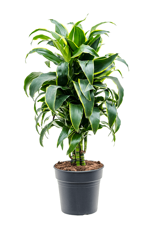 Dracena Fragrans Dorado