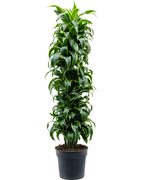Dracena