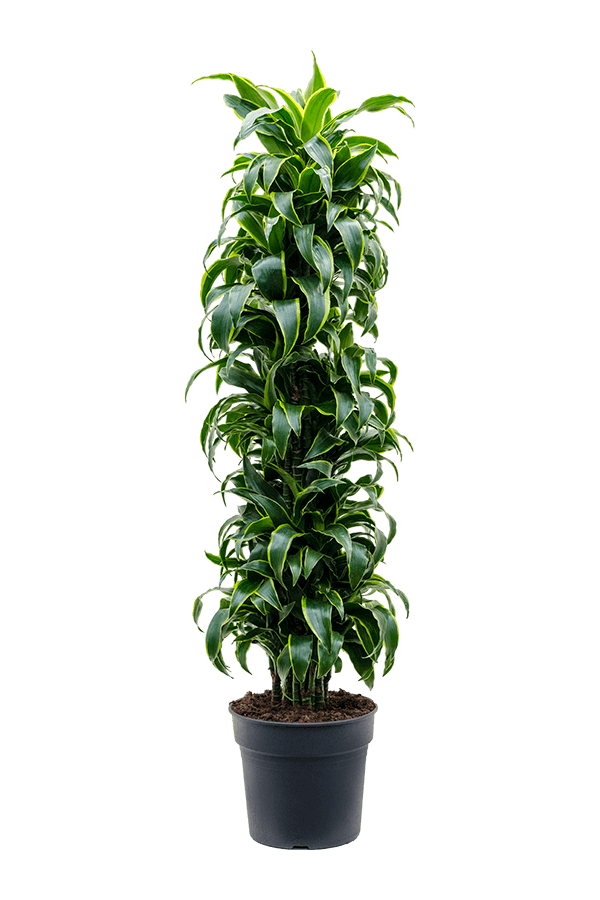 Dracena Wonny Dorado