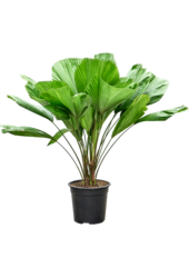 Licuala Grandis