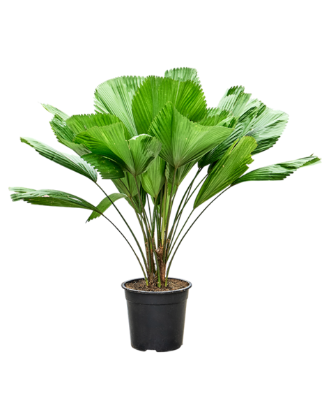 Licuala