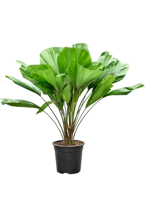 Licuala Grandis