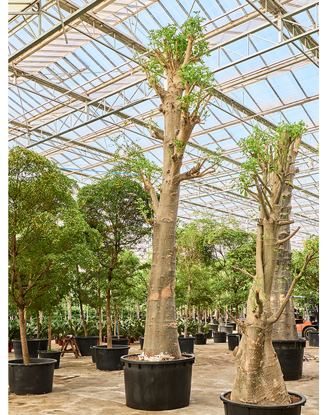 Adansonia