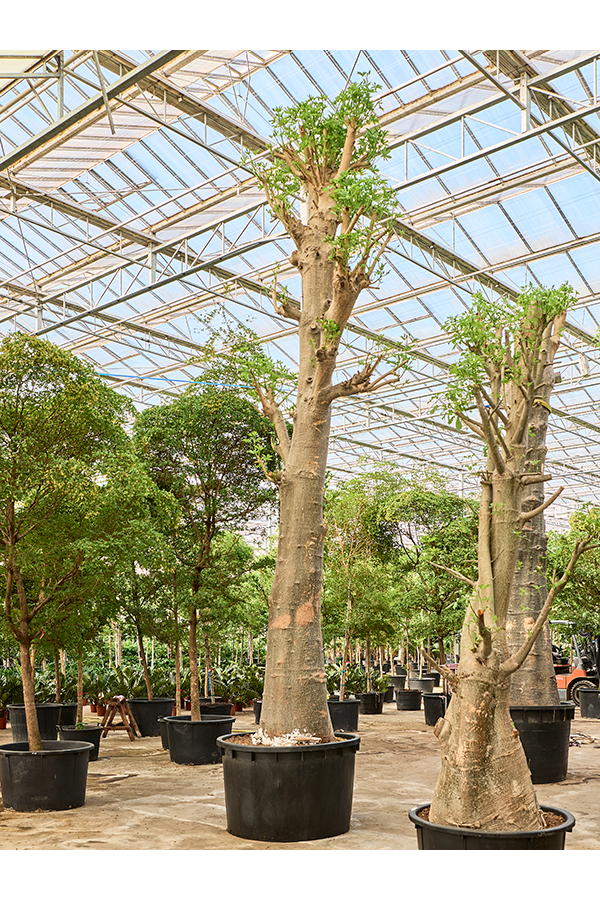 Adansonia Digitata