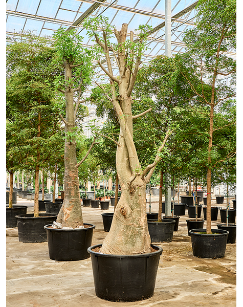 Adansonia