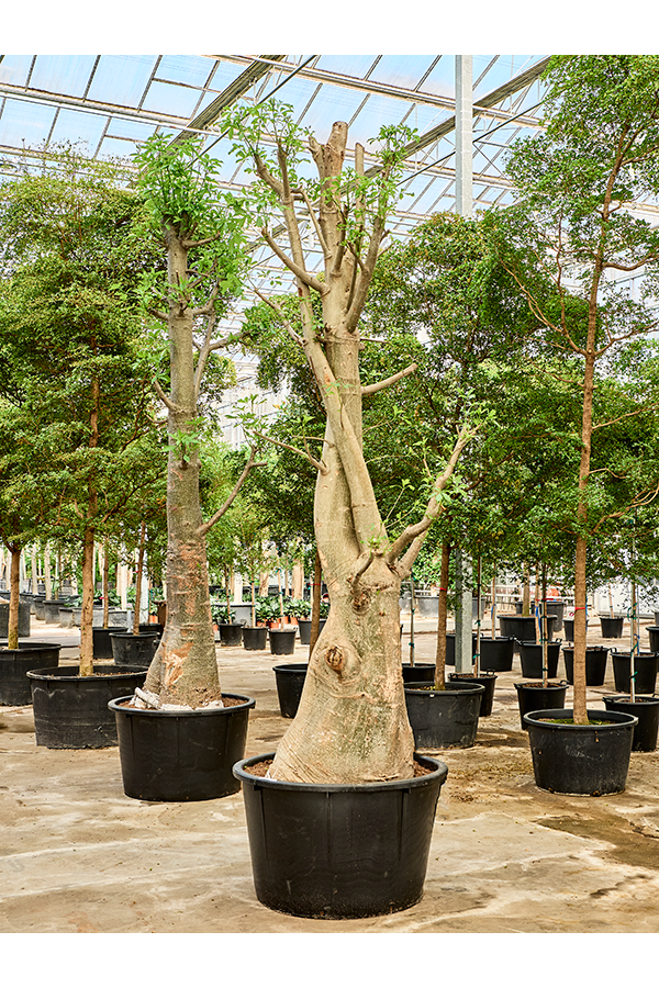 Adansonia Digitata