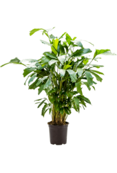 Caryota Mitis