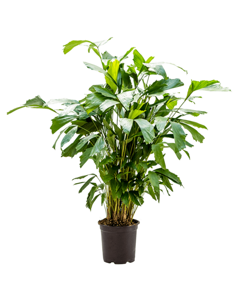 Caryota