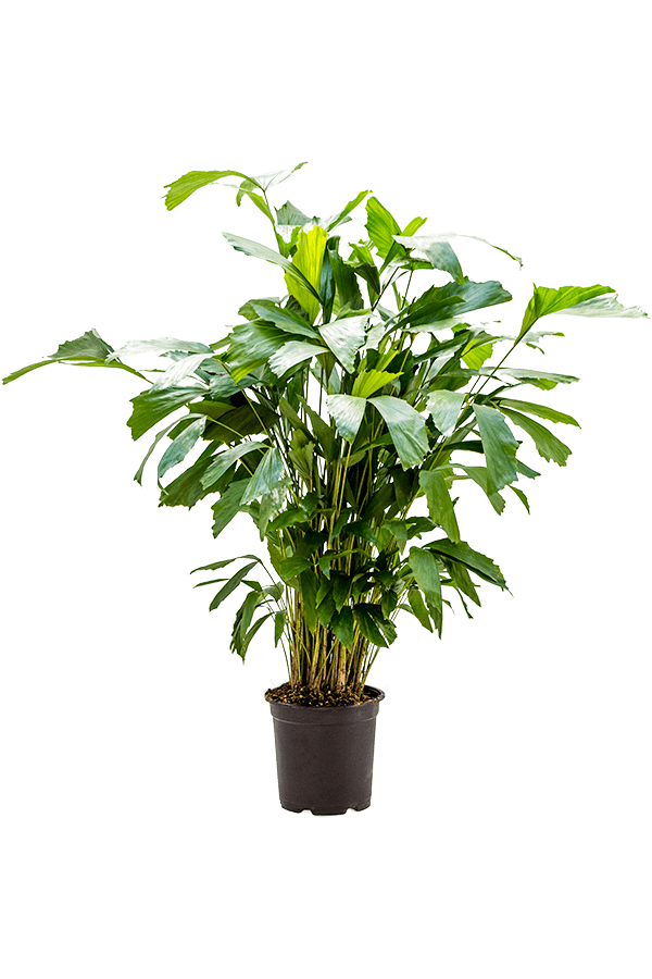 Caryota Mitis