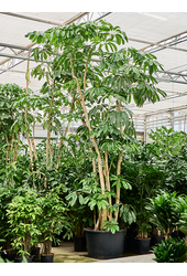 Schefflera Actinophylla Amate (350/400)