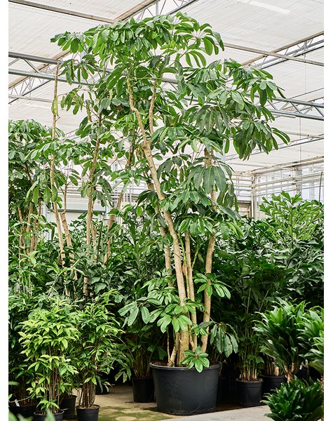 Schefflera