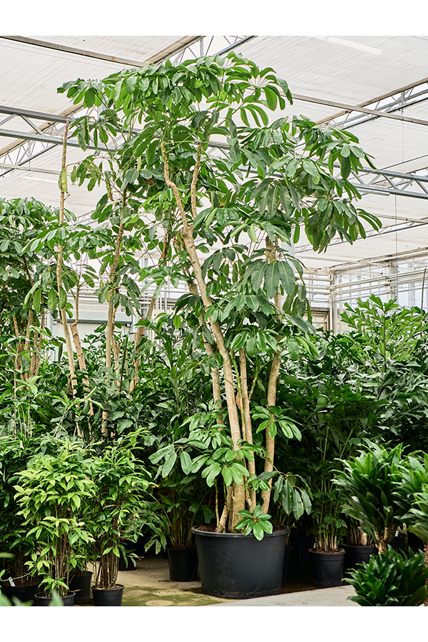 Schefflera Actinophylla Amate (350/400)
