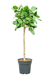 Fikus Benghalensis Audrey