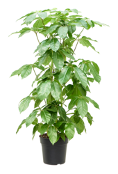 Schefflera Actinophylla Amate