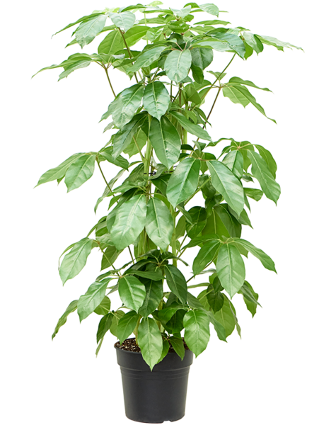 Schefflera