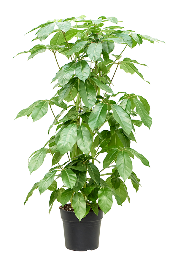 Schefflera Actinophylla Amate