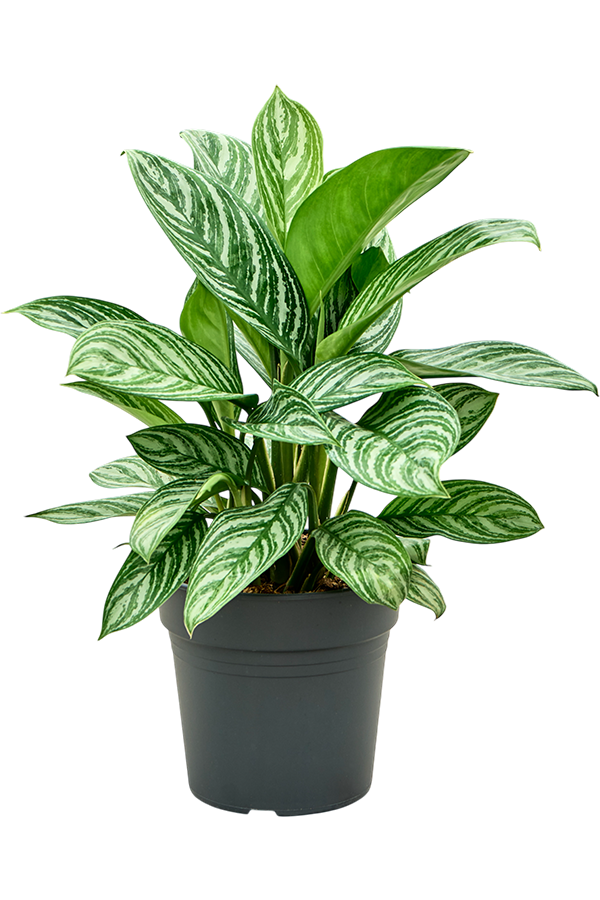 Aglaonema Paski