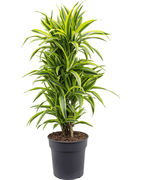 Dracena
