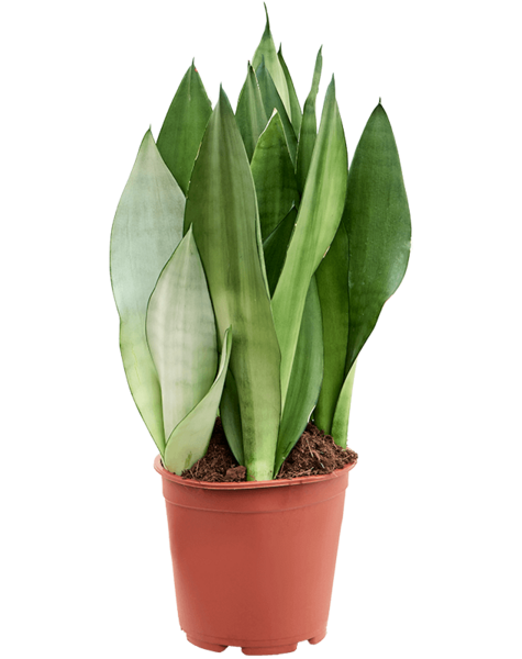 Sansevieria