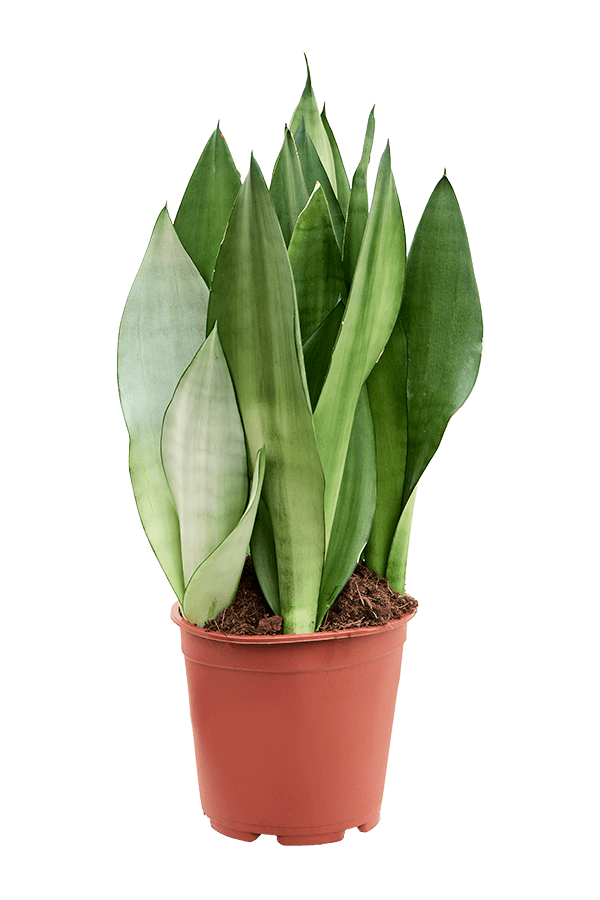 Sansevieria Trifasciata Moonshine