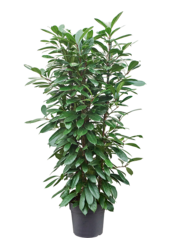 Ficus Cyathistipula