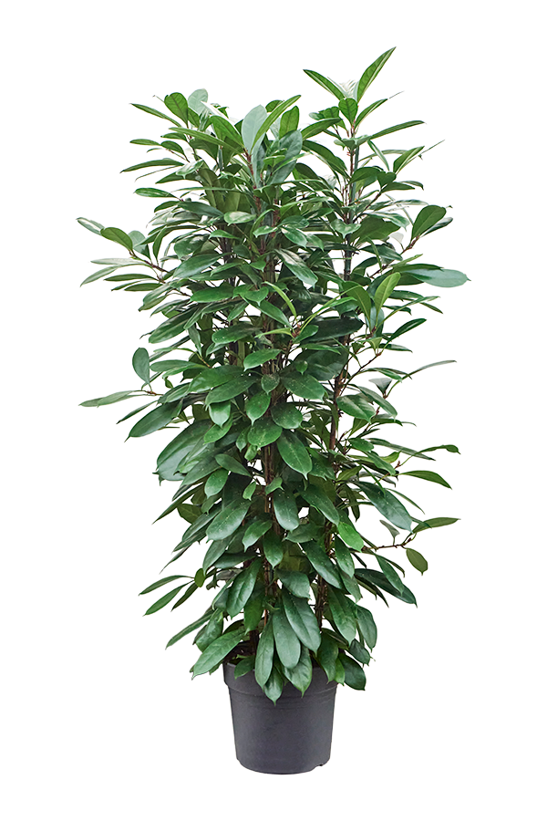 Ficus Cyathistipula