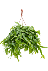 Rhipsalis Crispata