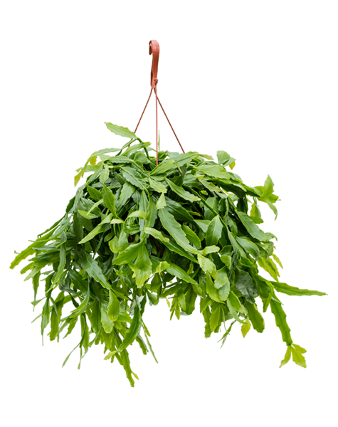 Rhipsalis